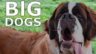 BIG DOGS BARKING SOUND  Big Dogs Barking Loudly Sound Effect HD [upl. by Anavoig715]