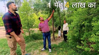 क्या इस किसान ने 5 एकड़ में चंदन की खेती करके सही निर्णय लिया है Sandalwood Chandan Tree farming [upl. by Inglebert960]