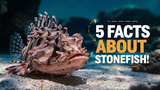 Stonefish 5 Fascinating Facts About Stonefish [upl. by Ossie]