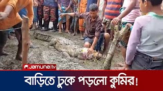 হাঁসমুরগির লোভে লক্ষ্মীপুরে একটি বাড়িতে হঠাৎই কুমিরের হানা  Lakshmipur Crocodile Rescue JamunaTV [upl. by Maidie]