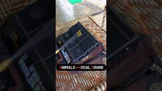 Animals Sound Vocal DTX new desi desidhol trending duf dtx tabla viral dak backup sxdhol [upl. by Bain]