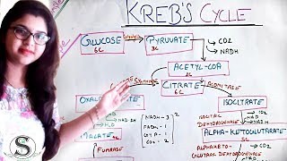 Krebs Cycle  make it simple  TCA Cycle  krebs cycle in Hindi [upl. by Hamlani]