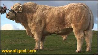 Charolais Bull Cresus at Sligo AI wwwsligoaicomwmv [upl. by Llywellyn]