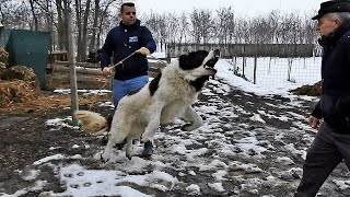 CIOBANESC DE BUCOVINA PERICULOS SARE SA MUSTE LA CANISA DE COLELIA A DOMNULUI PETRE TATARU [upl. by Armil]