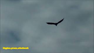 Orzeł Bielik White tailed eagle Haliaeetus albicilla Tama Włocławek rzeka Wisła 16022024 [upl. by Culbert]