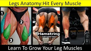 Legs AnatomyQuadriceps MusclesHamstring MusclesCalves MusclesUrduHindiFitness Warrior [upl. by Morie]