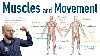 Muscles and Movement  Antagonist Pairs of Muscles [upl. by Repooc]