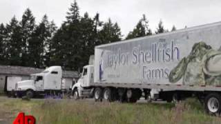 Video Essay Aw Shucks Oyster Farmers Get Help [upl. by Almond]