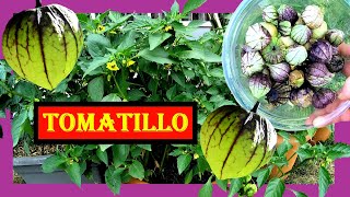 Tomatillo anbauen 🌱🌺 Tomatillos pflanzen umtopfen pflegen ernten 🏵 Mexican Husk und Purple Coban [upl. by Winther]