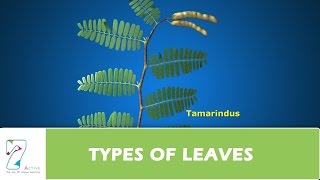 TYPES OF LEAVES [upl. by Paco221]