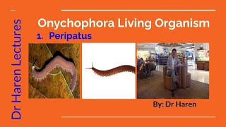 Onychophoran living organismPeripatus [upl. by Dalli]