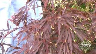 How To Care For Your Japanese Maple Trees [upl. by Freeborn]