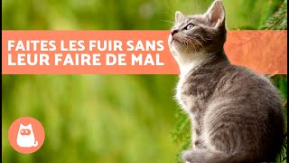 Comment FAIRE FUIR les CHATS ERRANTS sans leur faire de mal 🐈💨 7 répulsifs pour chats [upl. by Joslyn629]