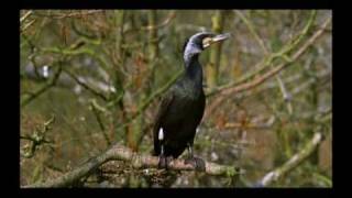 The Cormorants 1 of 4 [upl. by Jaddo]