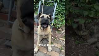 Presa Canario Barking dogbarking [upl. by Amme]