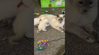 Tonkinese kittens nursing with cats running past cuteanimal kitten pets [upl. by Priscella]