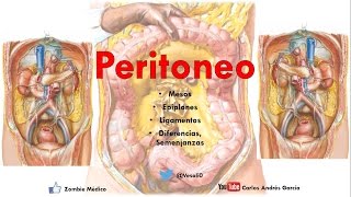 Anatomía  Peritoneo Mesos Ligamentos Epiplón [upl. by Kedezihclem]