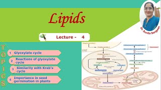 Glyoxylate cycle [upl. by Hanej]