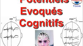 Potentiels évoqués cognitifs en Neuropsychiatrie Neuroscience Neuroanatomie fonctionnelle [upl. by Eseenaj]