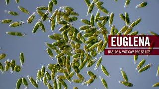 Euglena  part plant part animal  by Motic Europe [upl. by Eppesuig749]