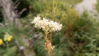 OLMARIA COMUNE  FILIPENDULA OLMARIA  Filipendula ulmaria Rosaceae [upl. by Frederik]