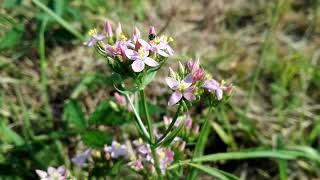 Centaurium erythraea European centaury [upl. by Ebenezer]