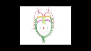 Medical Embryology  Development of the Aortic Arches and Large Arteries [upl. by Ardnwahsal]