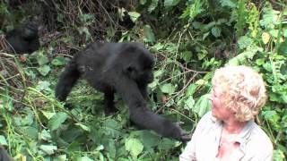 Uganda Gorilla close encounter and touching woman while tracking safari in Nkuringo Uganda [upl. by Nilyarg841]