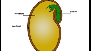Seed Parts Seed Germination in Hindi बीज के बारे में [upl. by Sharai]