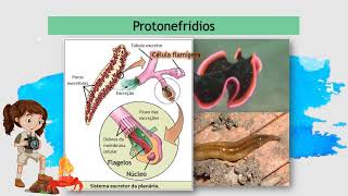 ANIMALES VERTEBRADOS 🐆🐟 Características clasificación y ejemplos [upl. by Otsirave886]