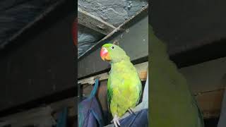 Bolane wala parrot 😍🦜music shots [upl. by Lentha564]