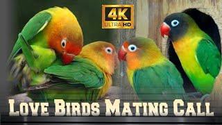 Love Birds Mating Call amp Breeding Season birdstv birdslovers cutebirds Lovebird007 [upl. by Sutsugua]