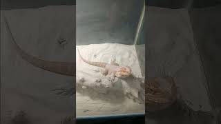 Red bearded dragon shedding [upl. by Nimesh374]