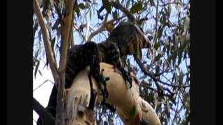 Lace Monitor Goanna attacked by a kingfisher [upl. by Lekcim594]