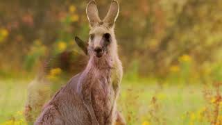 Young Kangaroos Boxing Grazing and Resting in a Wonderland Like Nature Reservewildlife nature [upl. by Sukcirdor]