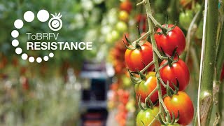 ToBRFVUpdate Wie man eine höhere ToBRFVResistenz bei Tomaten entwickelt [upl. by Tuhn]