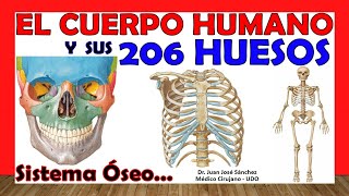 🥇 206 HUESOS del Cuerpo Humano en 24 Minutos  Mnemotecnias Fácil y Sencillo [upl. by Mona]