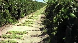 Video Raisin Growing and Harvesting  How It Works [upl. by Alokin]