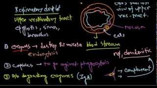 Haemophilus influenzae pathogenesis [upl. by Stronski]