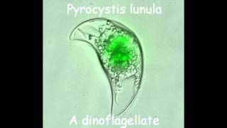 Bioluminesence  Pyrocystis lunula [upl. by Analart832]