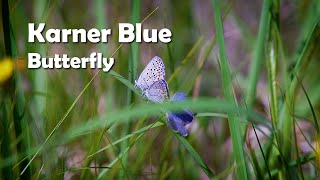 Karner Blue Butterfly  Michigan Threatened Species [upl. by Holder313]