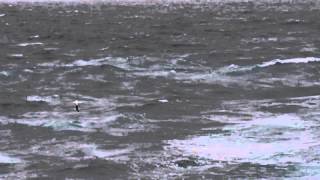 Dynamic Soaring How the Wandering Albatross Can Fly for Free [upl. by Cutlerr]