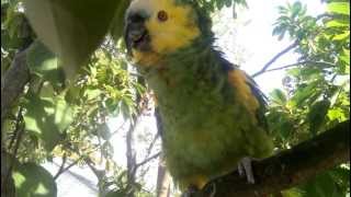 My Blue Fronted Amazon Parrot quotCleckoquot Talking and Whistling in my Backyard Tree [upl. by Theressa]