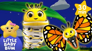 Caterpillar to Butterfly  Animal songs  Little Baby Bum [upl. by Amelus860]