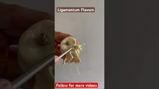 Ligamentum Flavum viral youtubeshorts anatomy viralvideos physiotherapy [upl. by Irianat90]