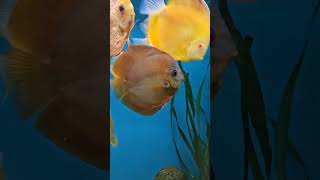 Discus destroying mussels aquarium feeding fish [upl. by Delcine210]