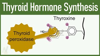 Thyroid Hormone Synthesis [upl. by Sudnac345]