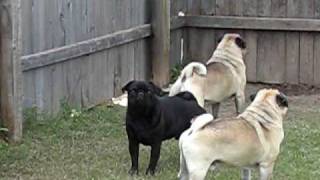 Pugs Barking At Nothing [upl. by Mur]