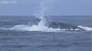 Humpback whales attempt to stop killer whale attack  Planet Earth Live  BBC One [upl. by Rohclem]