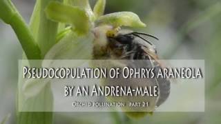 Orchid pollination 21 Pseudocopulation of Ophrys araneola by an Andrenamale [upl. by Niwroc]